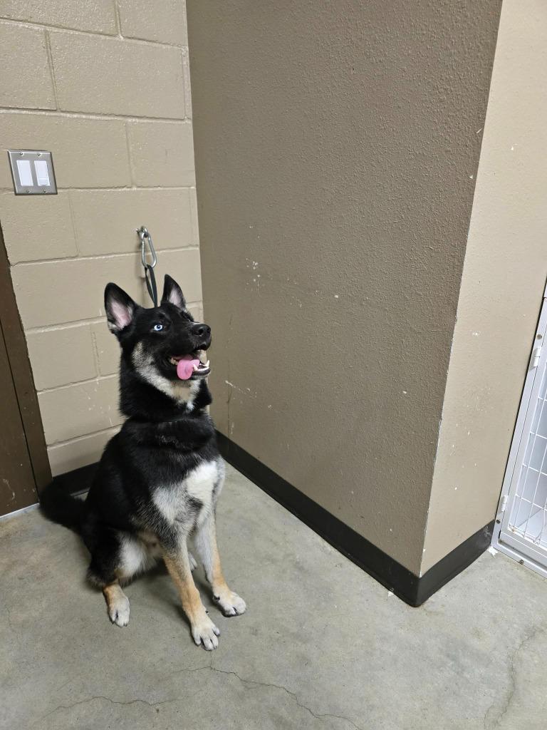 Marvel, Adoptable, Adult Male German Shepherd Dog & Husky.