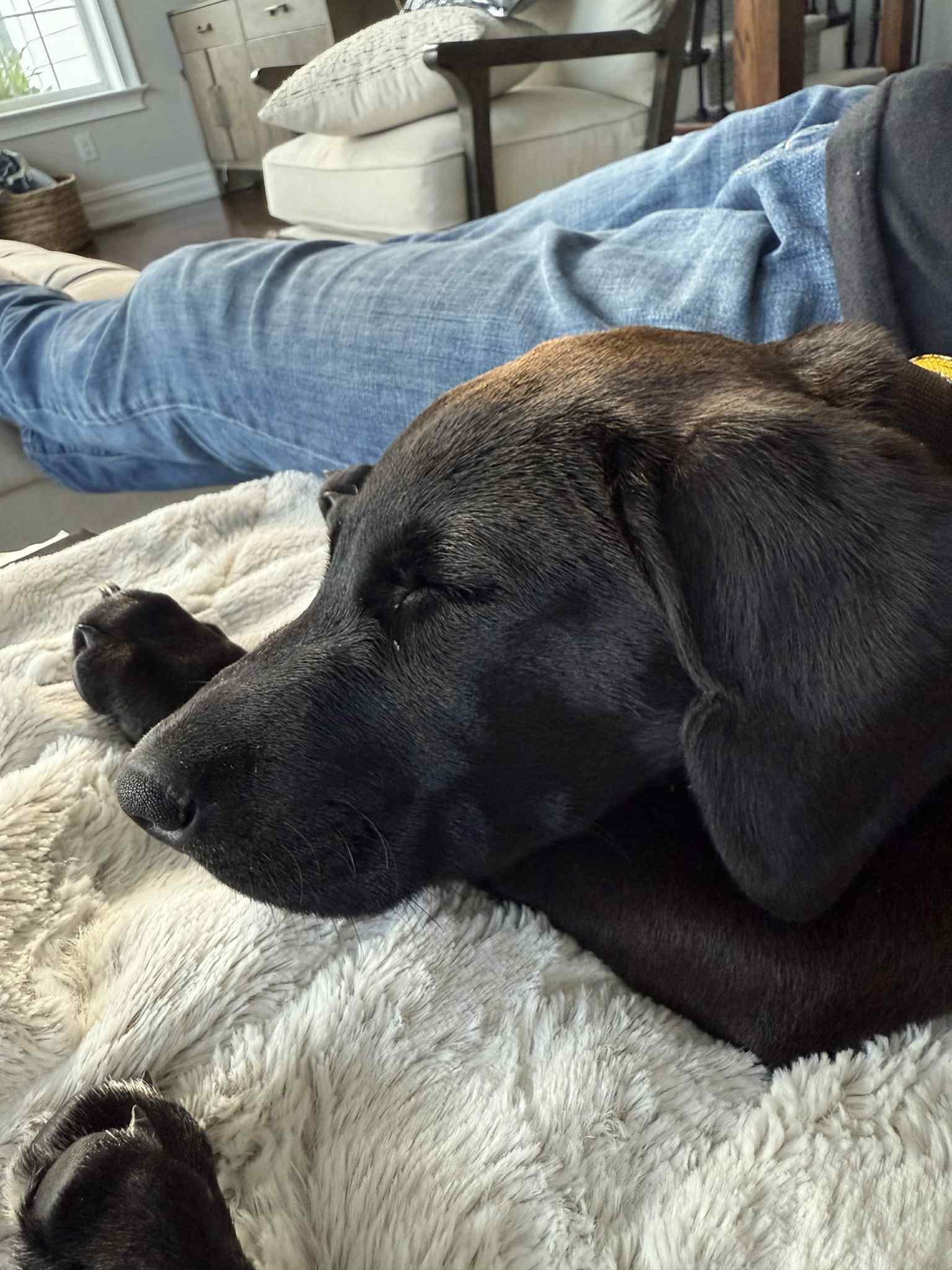 Sweet Puppy Cooper