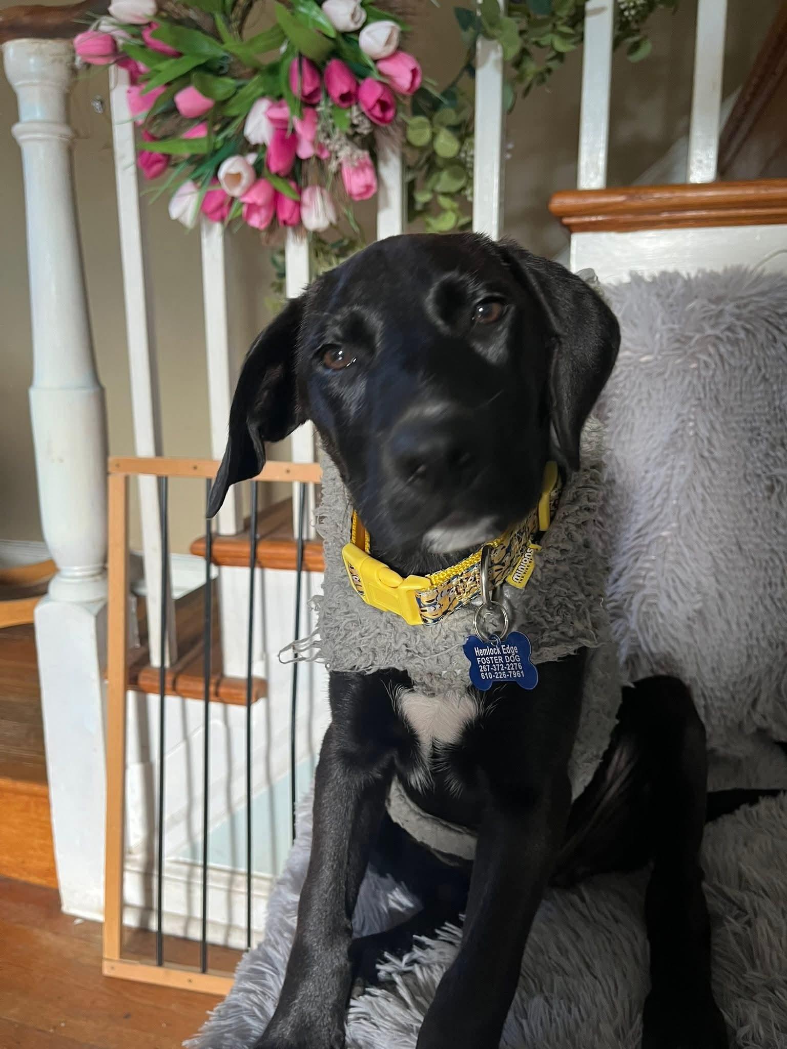 Sweet Puppy Cooper