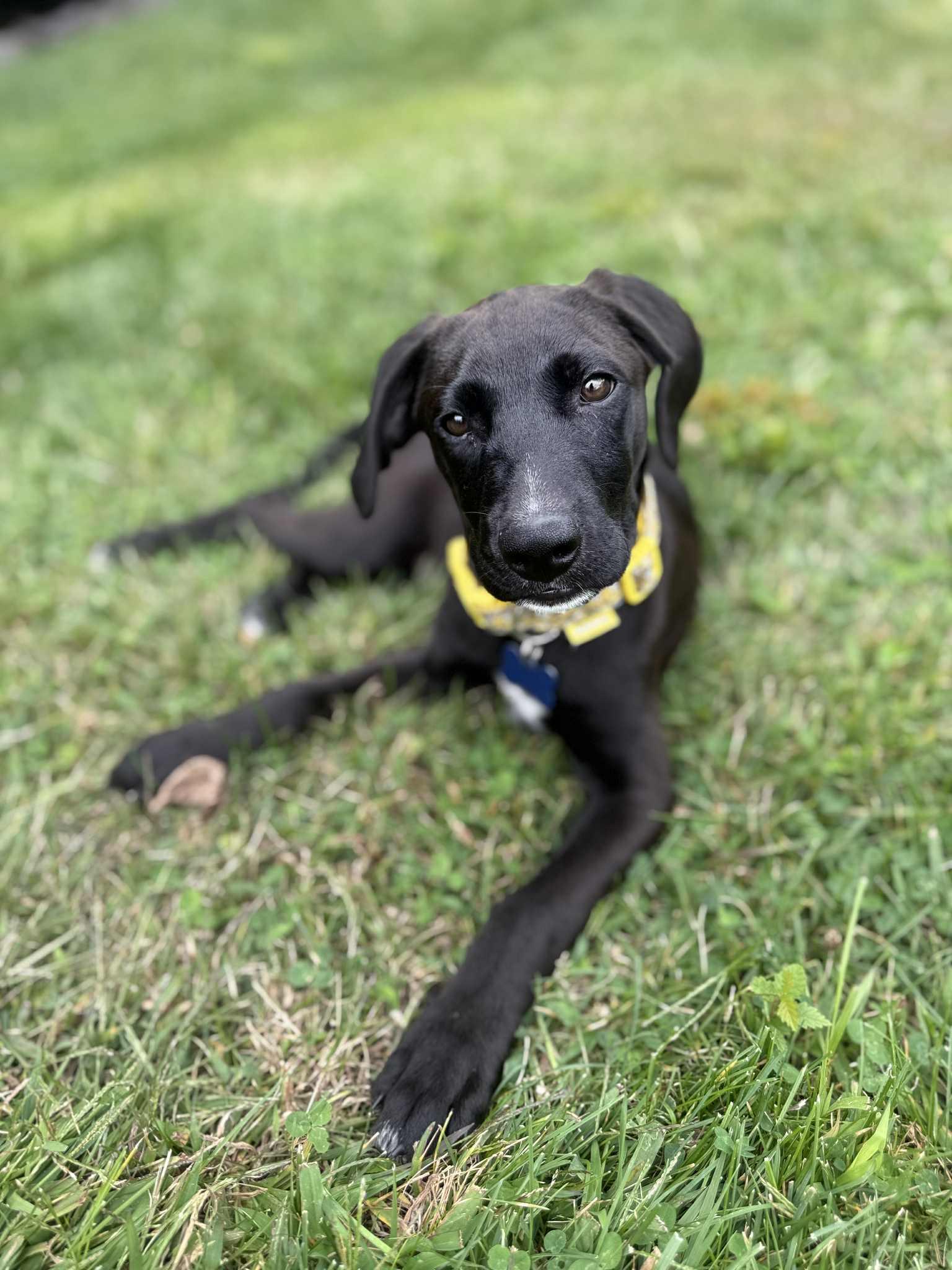 Sweet Puppy Cooper
