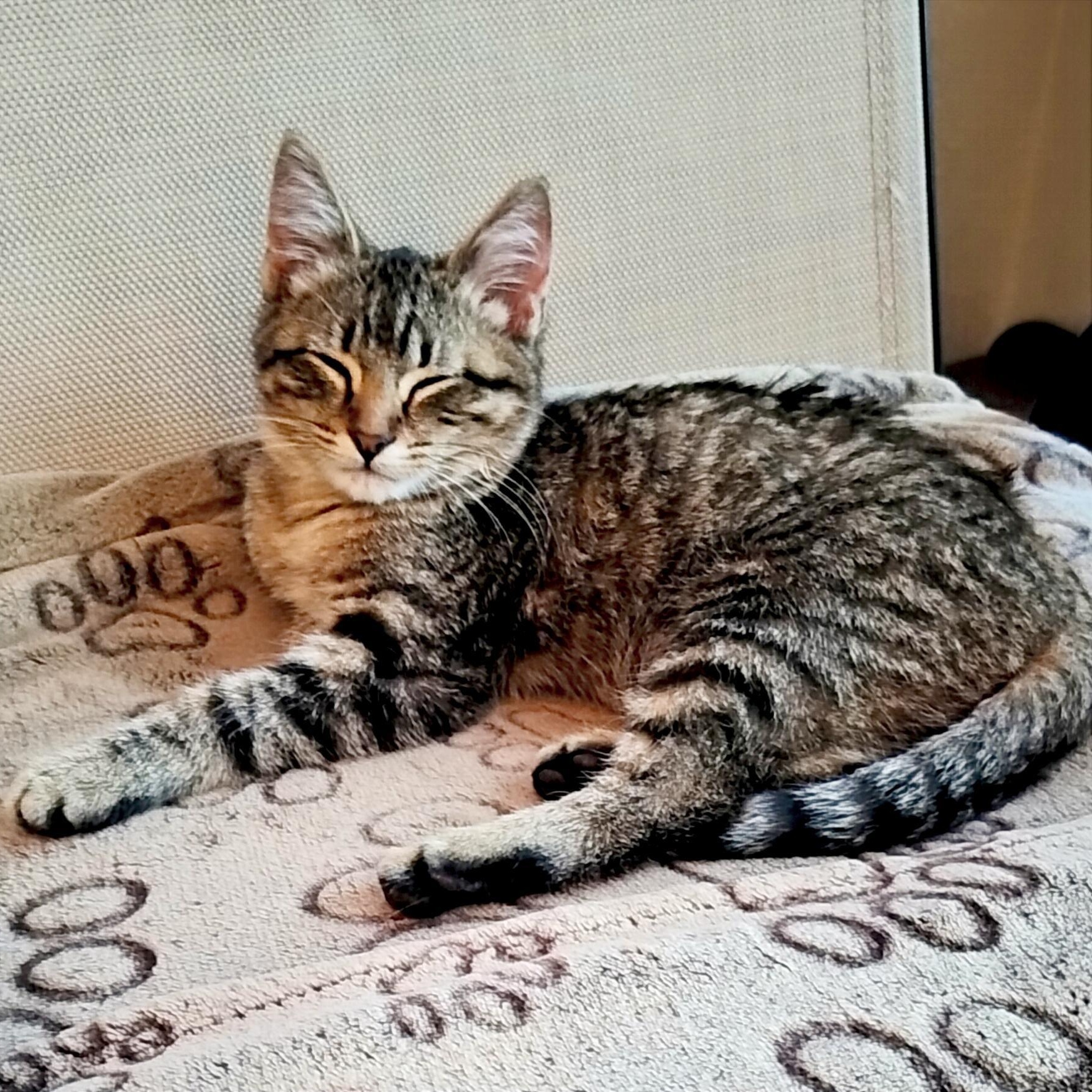 Enlarge Jackson, an adopted Domestic Short Hair in Sedalia, MO image 2/4