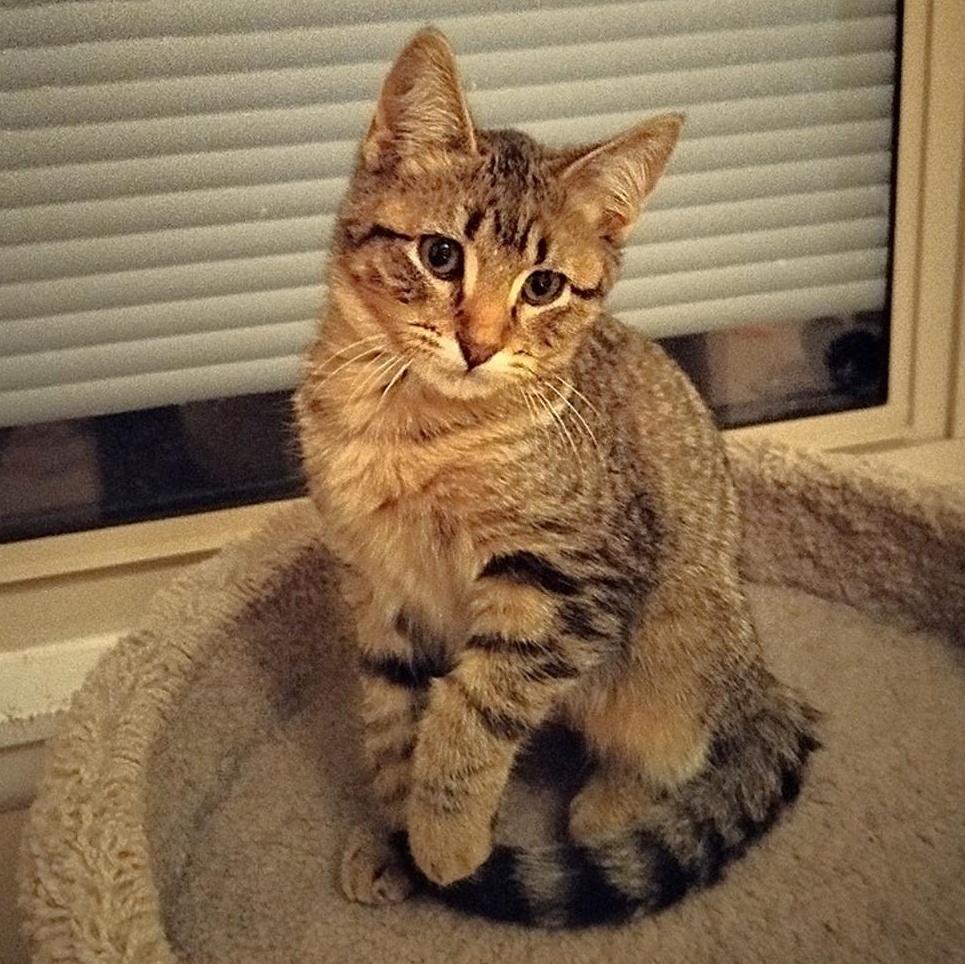 Jackson, Adoptable, Kitten Male Domestic Short Hair.