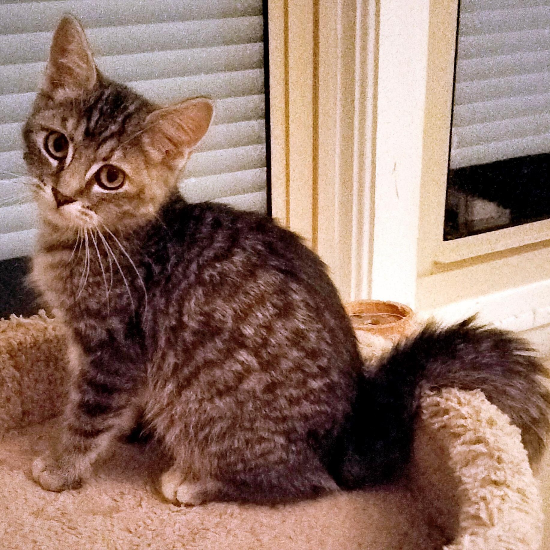 Enlarge Jackson, an adopted Domestic Short Hair in Sedalia, MO image 3/4