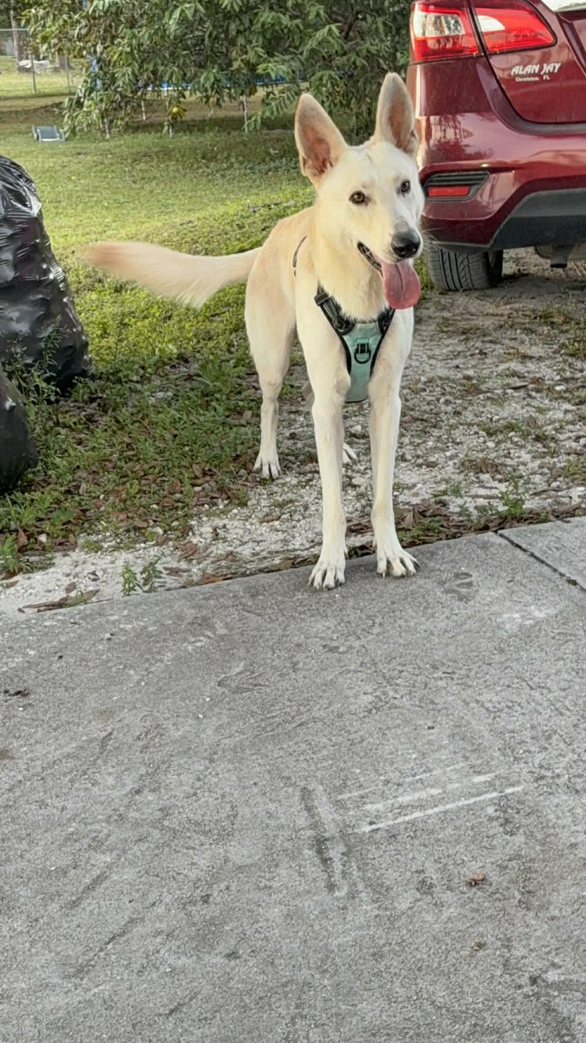 Winter 3142, Adoptable, Young Male German Shepherd Dog.