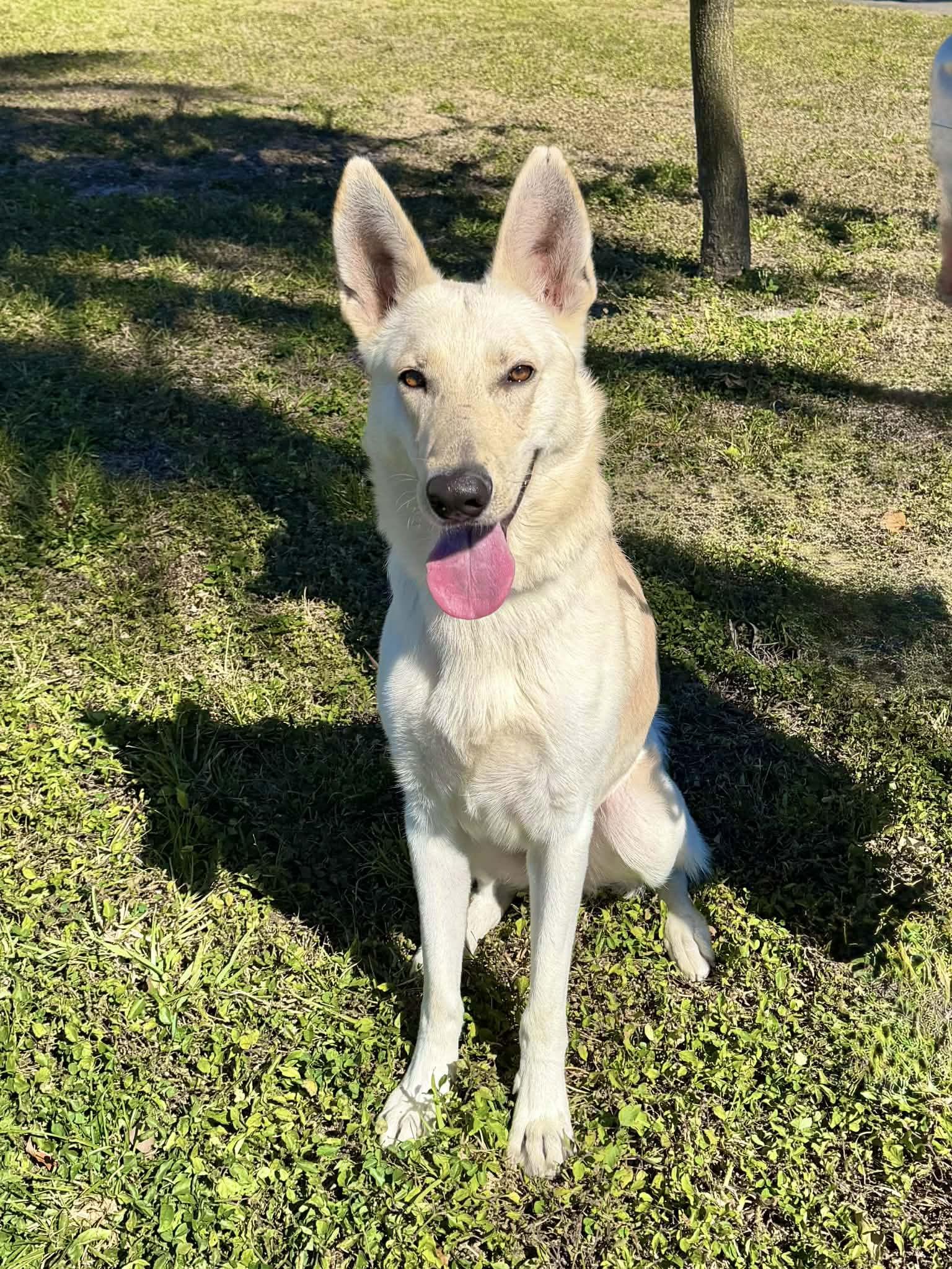 Winter 3142, Adoptable, Adult Male German Shepherd Dog.