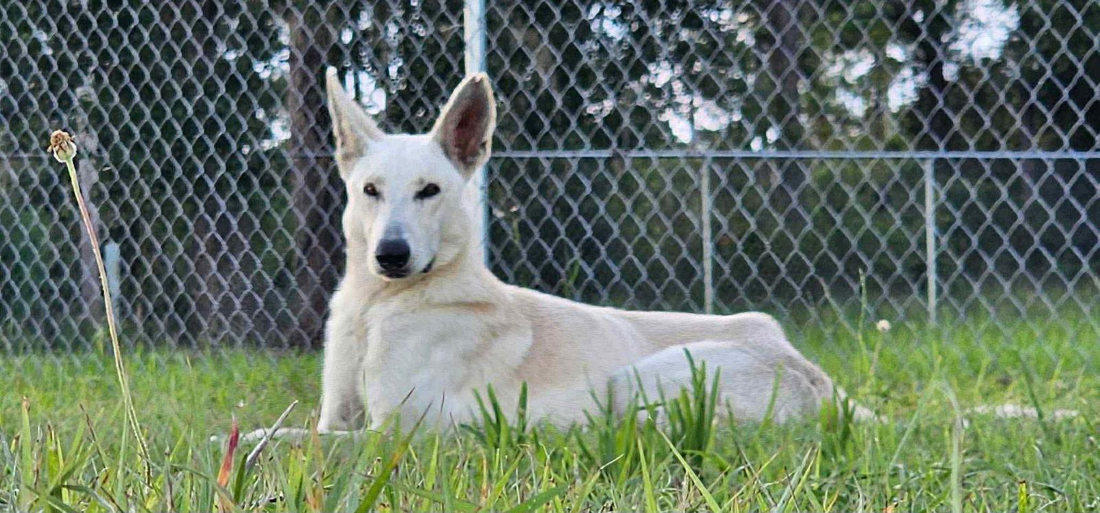 Winter 3142, a Adoptable German Shepherd Dog in Pompano Beach, FL image 2/2