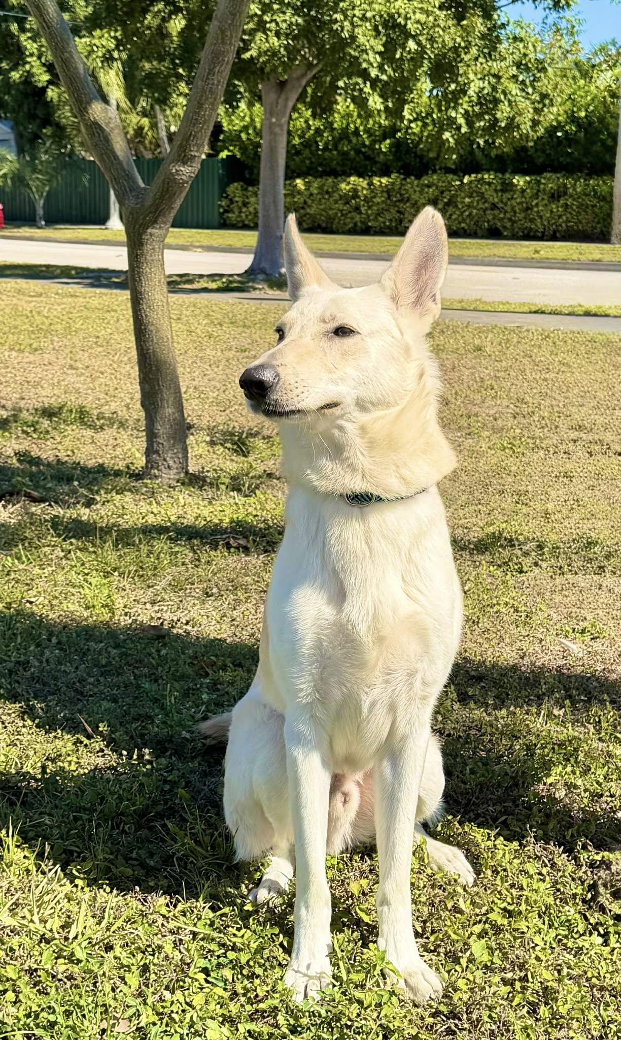 Enlarge Winter 3142, a Adoptable German Shepherd Dog in Pompano Beach, FL image 2/3