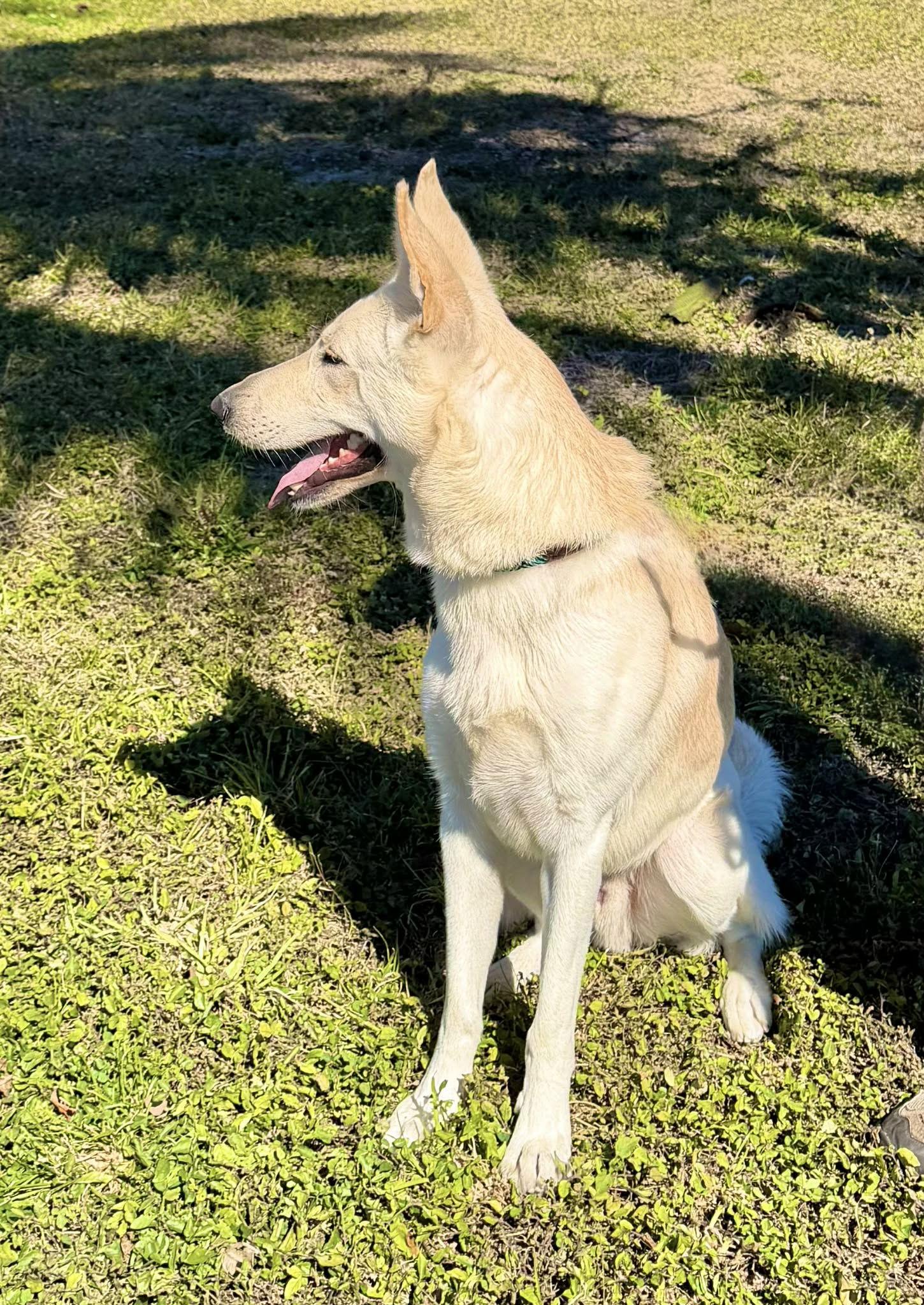 Enlarge Winter 3142, a Adoptable German Shepherd Dog in Pompano Beach, FL image 3/3