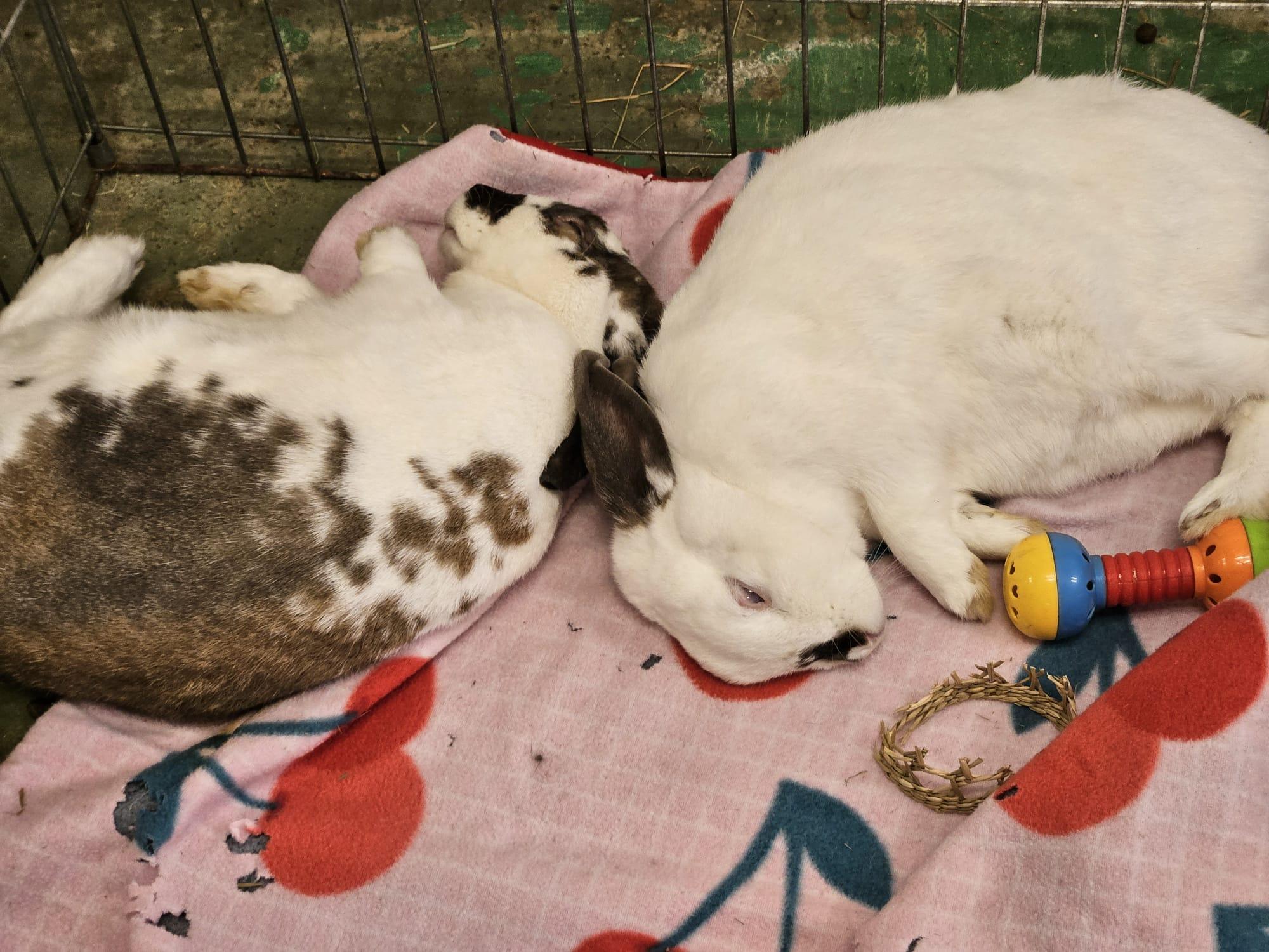 Enlarge Harey Houdini & David Hopperfield (bonded boys), a Adoptable mixed breed in Oakland, CA image 6/6