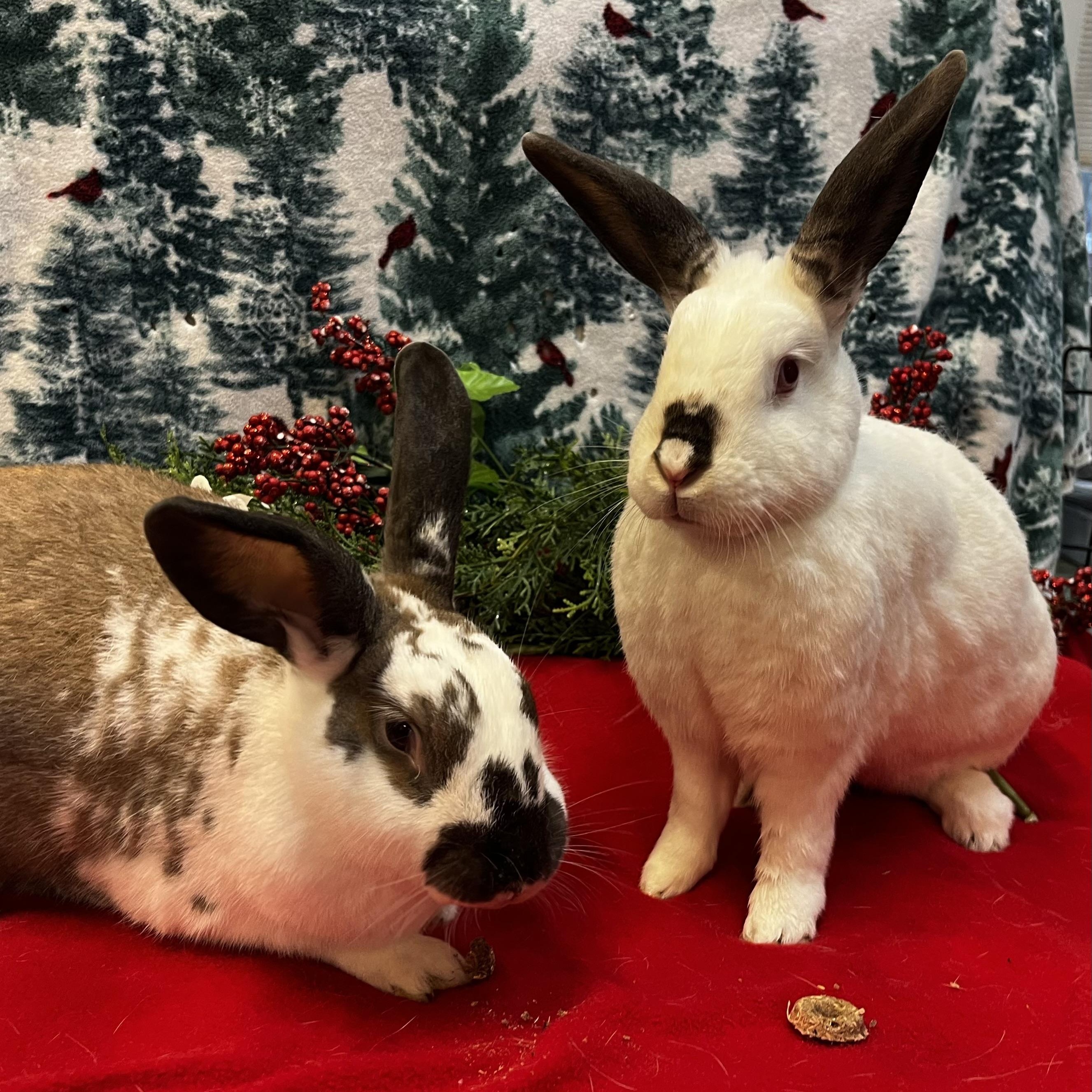 Enlarge Harey Houdini & David Hopperfield (bonded boys), a Adoptable mixed breed in Oakland, CA image 3/6