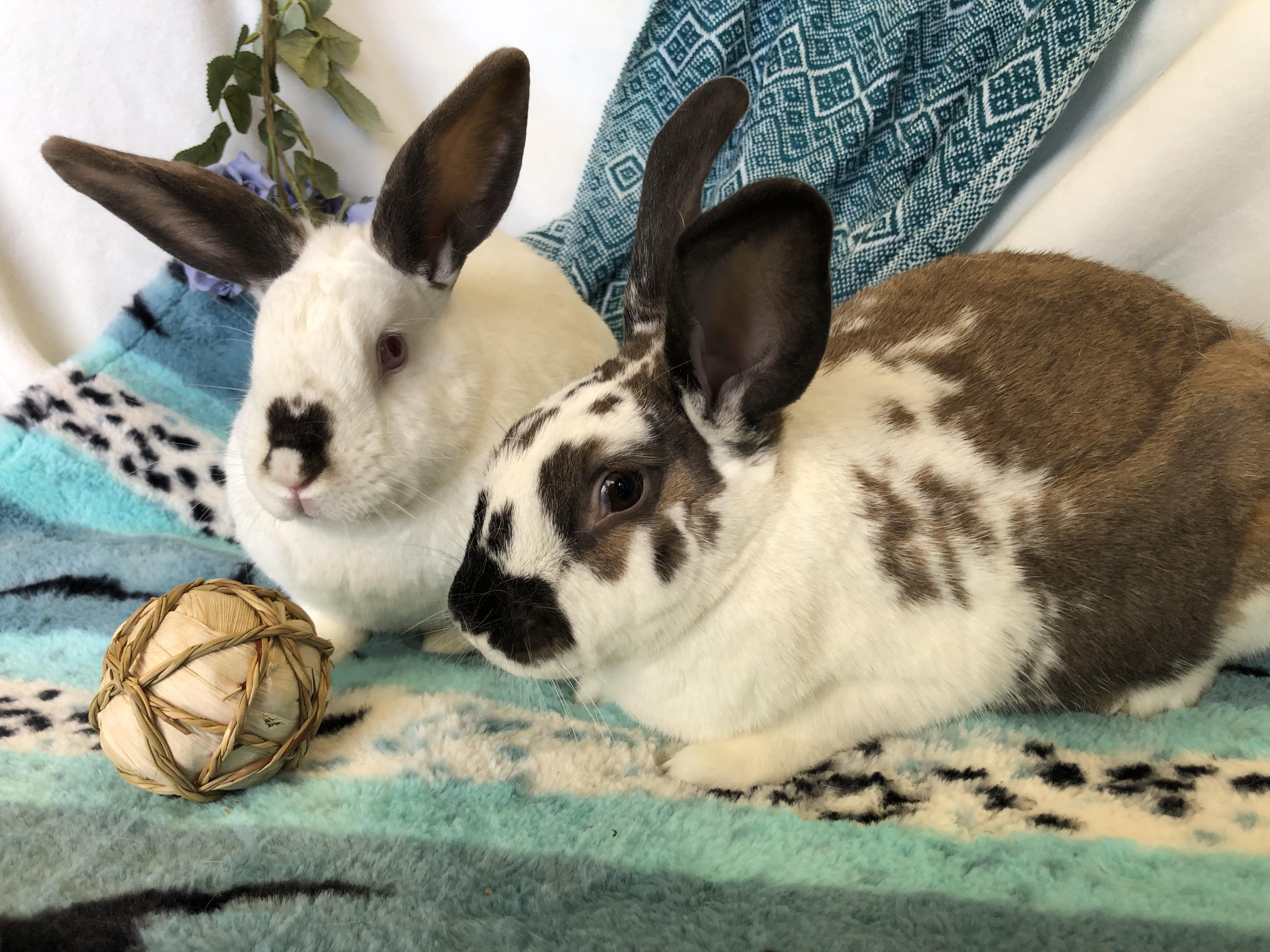 Enlarge Harey Houdini & David Hopperfield (bonded boys), a Adoptable mixed breed in Oakland, CA image 5/5