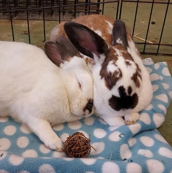 Enlarge Harey Houdini & David Hopperfield (bonded boys), a Adoptable mixed breed in Oakland, CA image 1/6