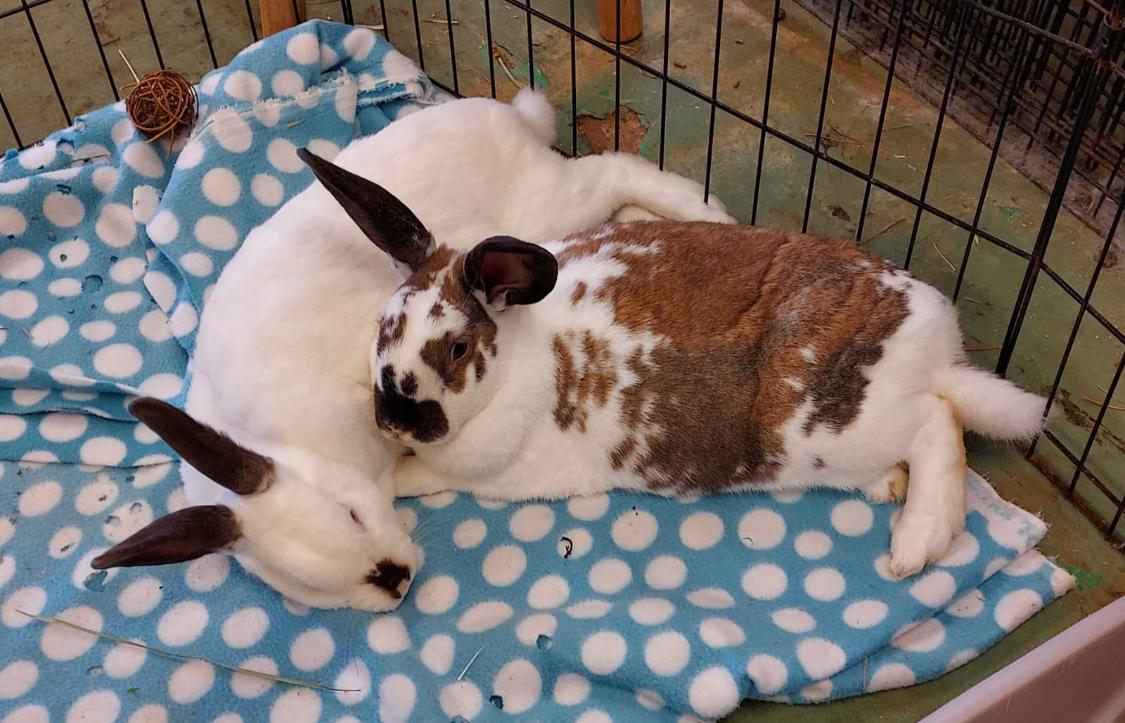Enlarge Harey Houdini & David Hopperfield (bonded boys), a Adoptable mixed breed in Oakland, CA image 4/5