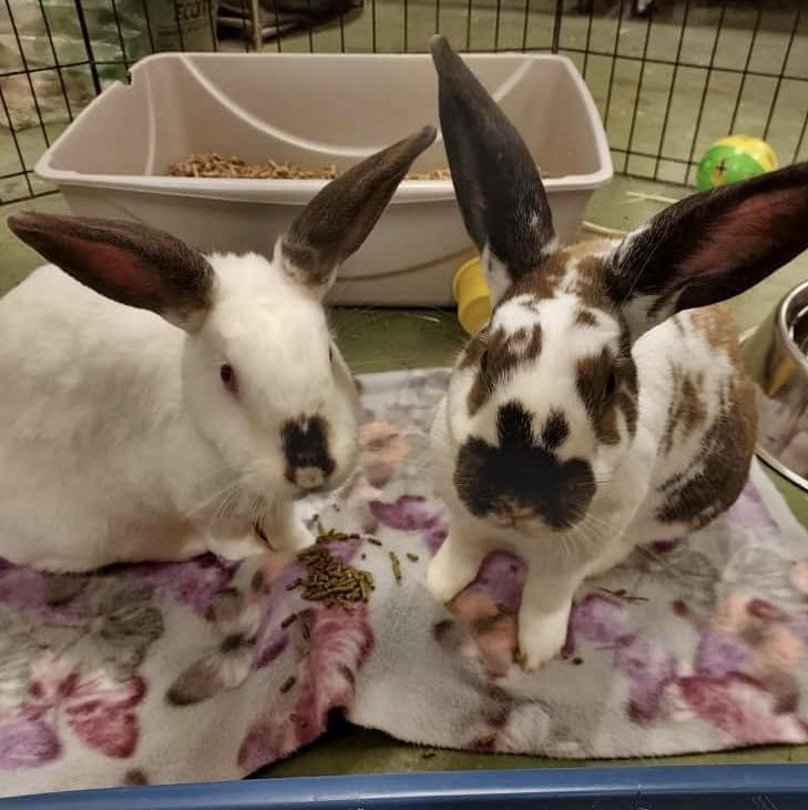Harey Houdini & David Hopperfield (bonded boys), Adoptable, Senior Male English Spot & Dutch.