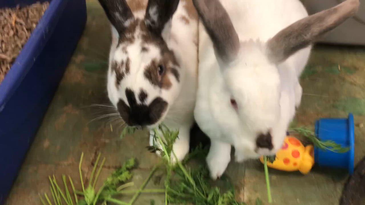 Enlarge Harey Houdini & David Hopperfield (bonded boys), a Adoptable mixed breed in Oakland, CA video 4/6