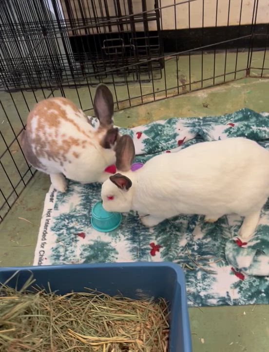 Enlarge Harey Houdini & David Hopperfield (bonded boys), a Adoptable mixed breed in Oakland, CA video 2/6