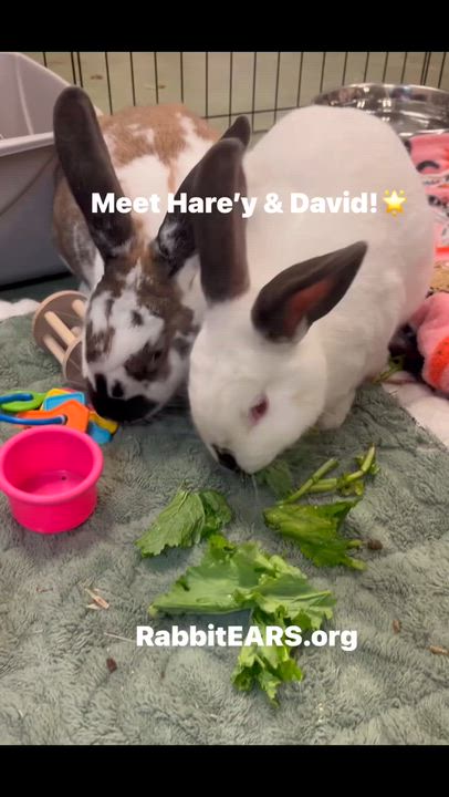 Enlarge Harey Houdini & David Hopperfield (bonded boys), a Adoptable mixed breed in Oakland, CA video 2/5