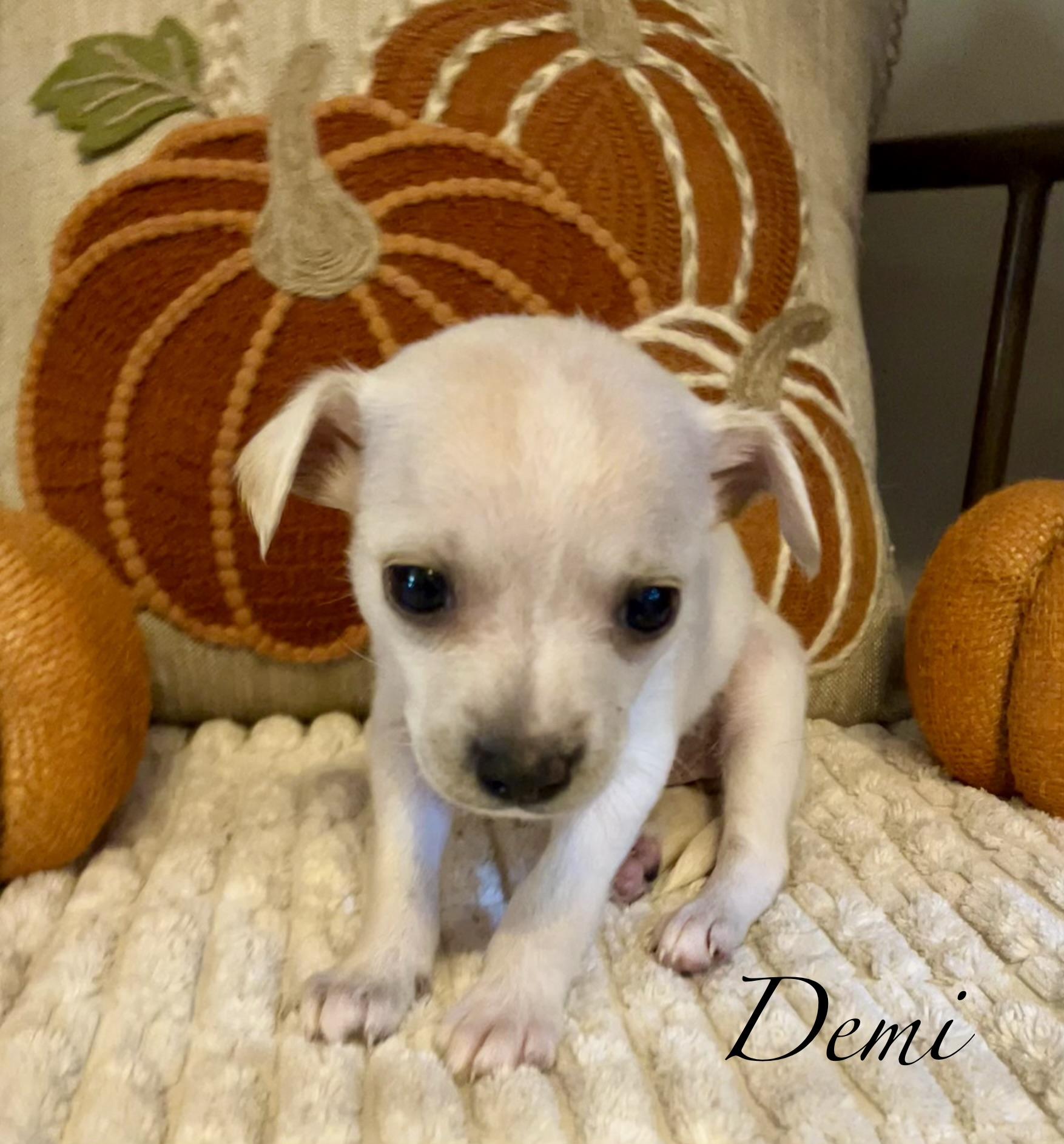 Enlarge D litter Female, a Adopted Chiweenie in Jacksonville, FL image 1/1