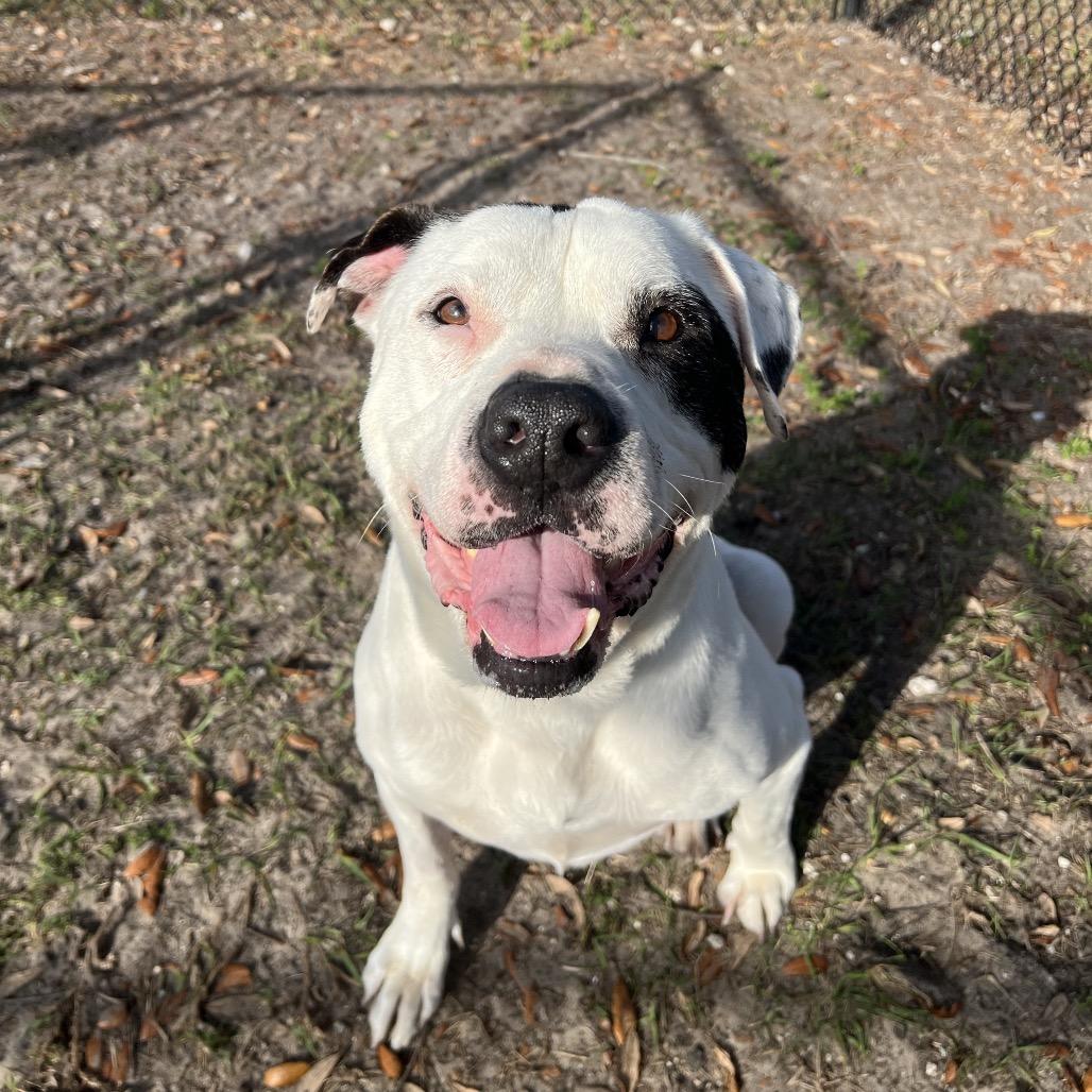 Yogi Bear, Adoptable, Senior Male Mixed Breed.