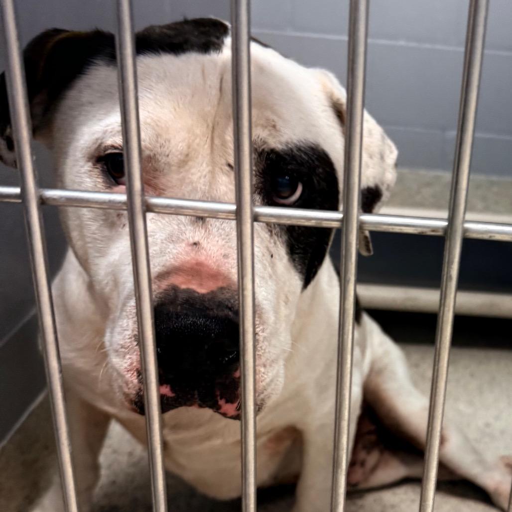 Enlarge Yogi Bear, a Adoptable Mixed Breed in Jacksonville, FL image 1/2