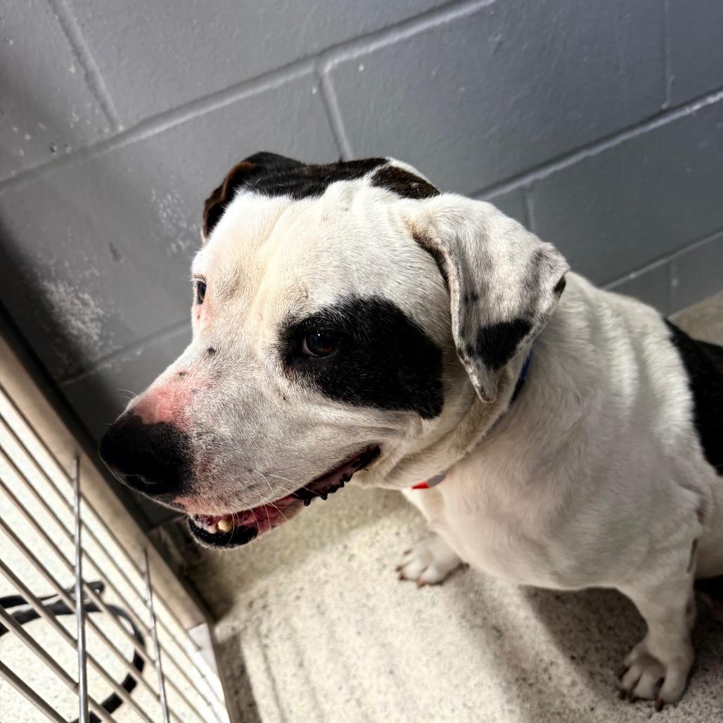 Enlarge Yogi Bear, a Adoptable Mixed Breed in Jacksonville, FL image 2/2
