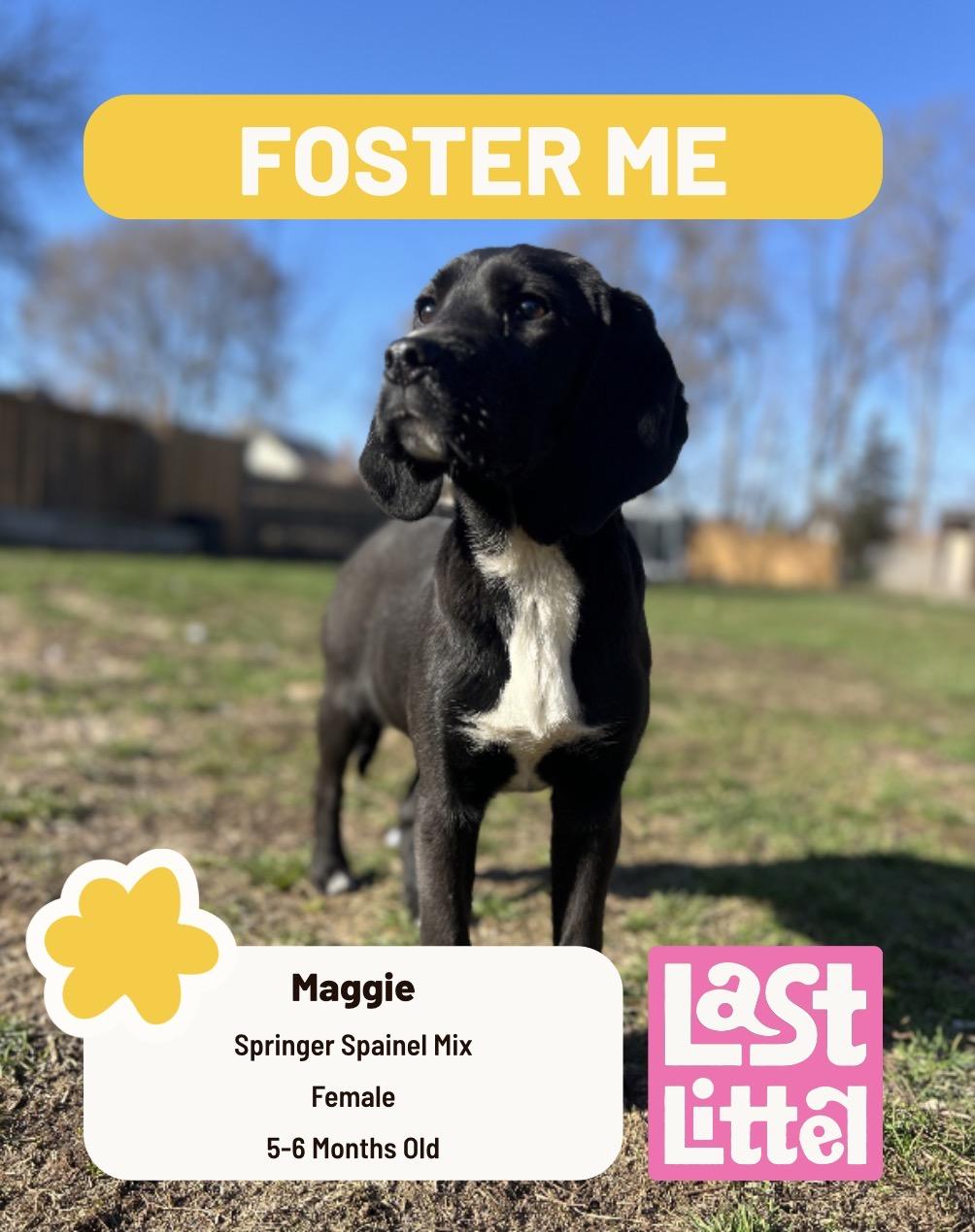 Enlarge Maggie, an adopted English Springer Spaniel in Clarksburg, ON image 1/1