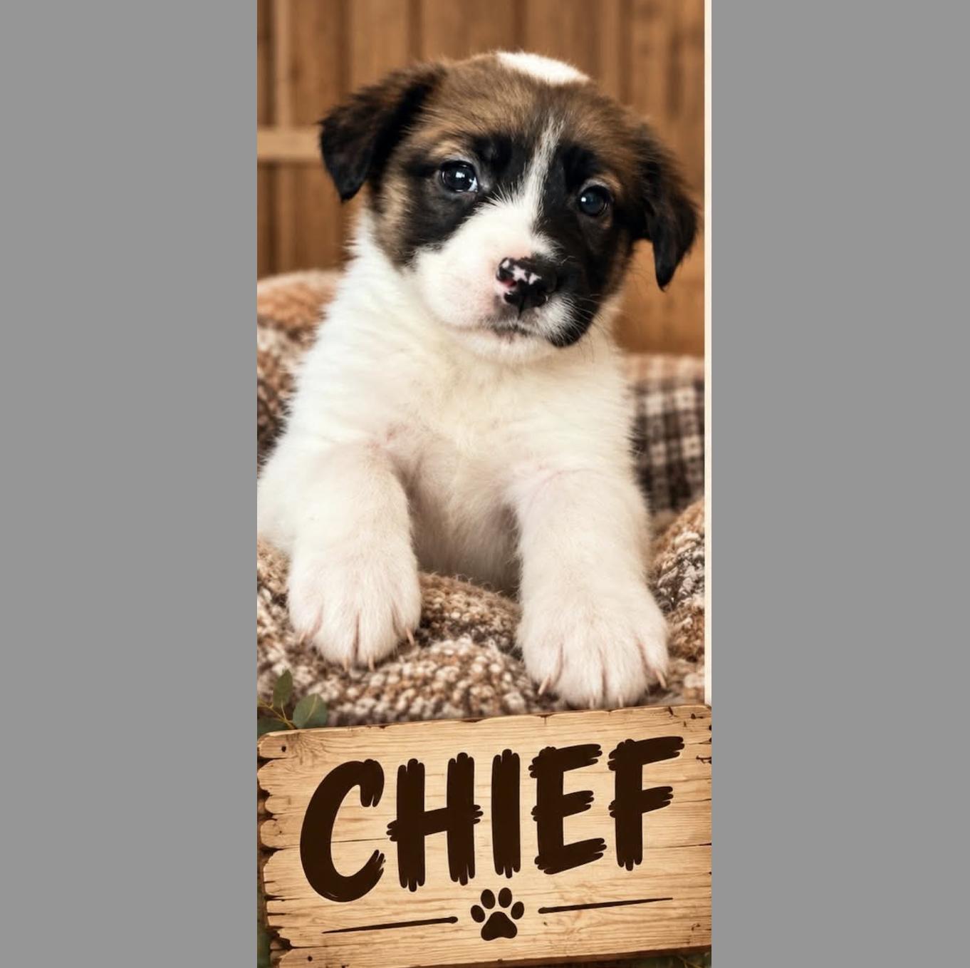 Enlarge Chief Sport, a Adoption Pending mixed breed in Woburn, MA image 3/3