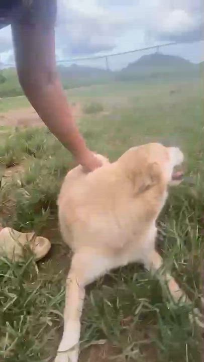 Enlarge Marilyn, a Adoptable mixed breed in Maple Grove, MN video 3/3