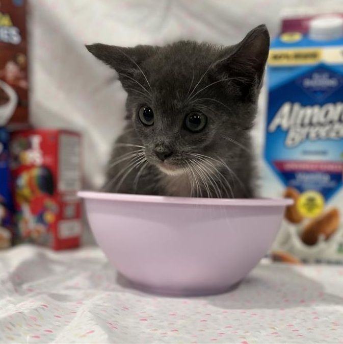Rice Krispies, Adopted, Kitten Female Domestic Short Hair.