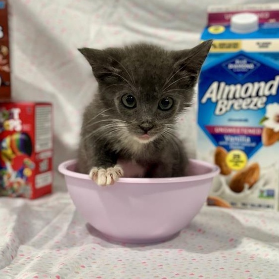Enlarge Rice Krispies, a Adopted Domestic Short Hair in Prince Frederick, MD image 2/2