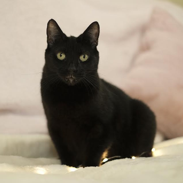 Enlarge China, a Adoptable Bombay image 1/6