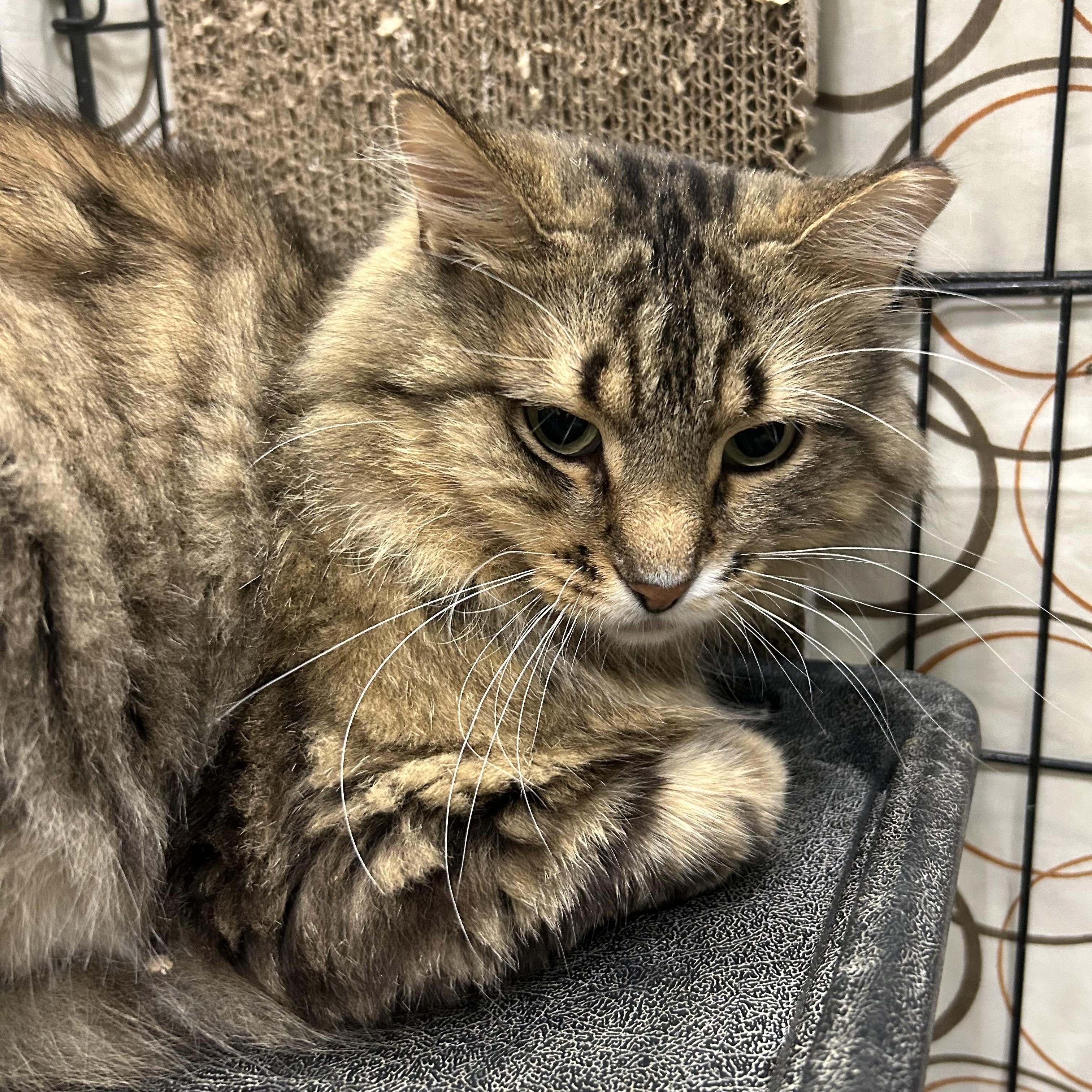 Felixir, an adopted Domestic Long Hair in Mokena, IL image 4/5