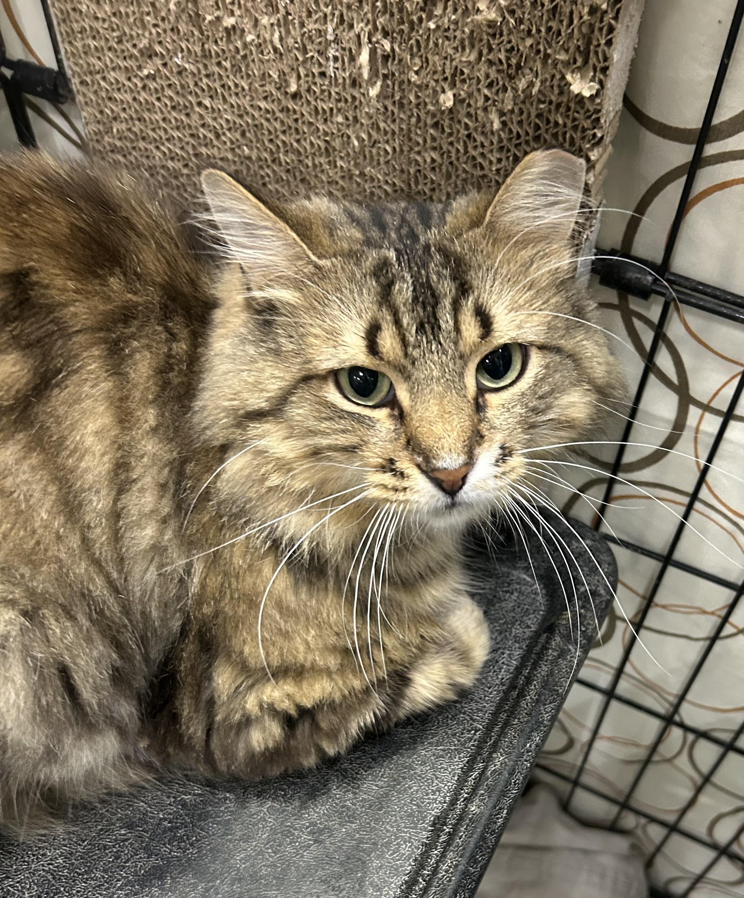 Felixir, an adopted Domestic Long Hair in Mokena, IL image 5/5