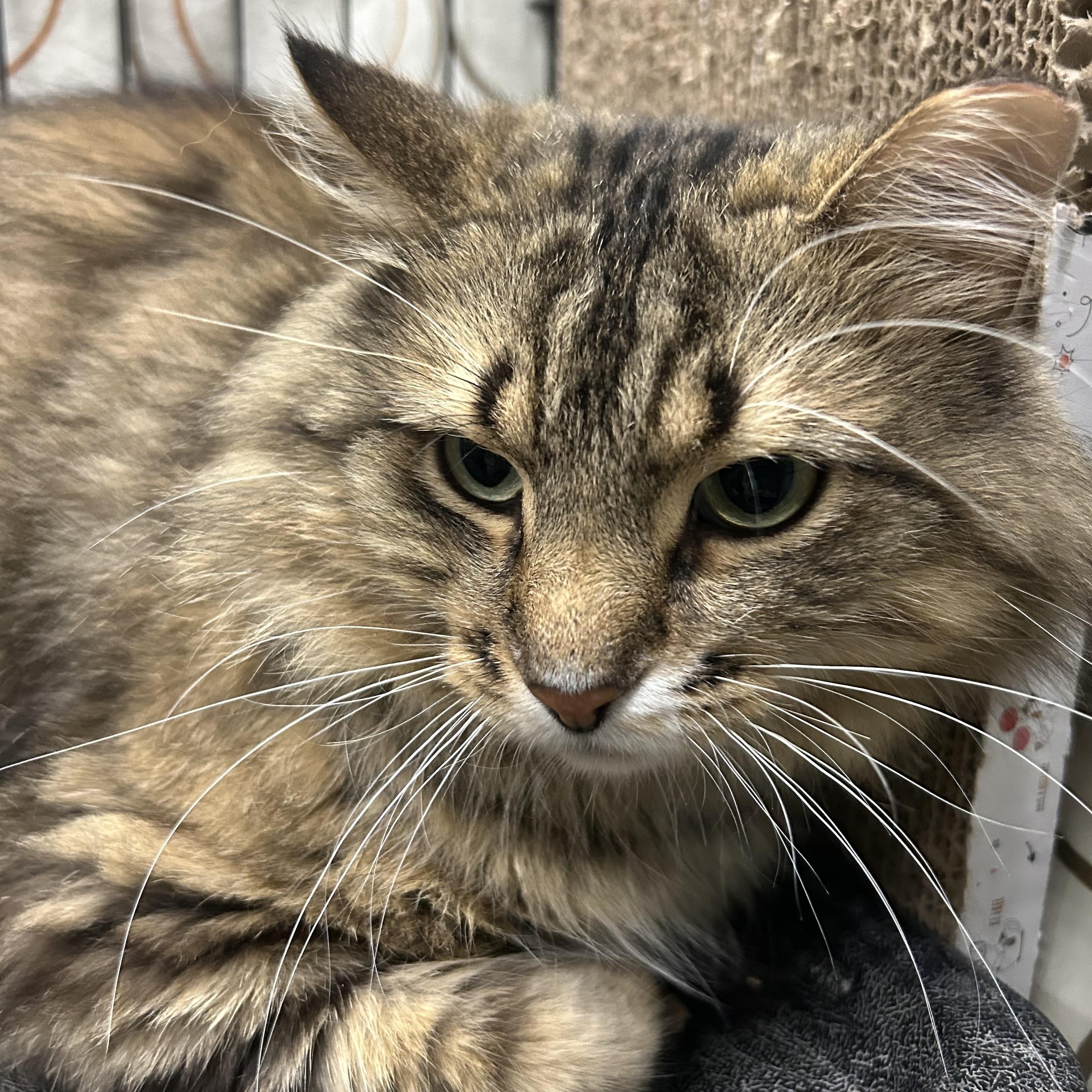 Felixir, an adopted Domestic Long Hair in Mokena, IL image 2/5
