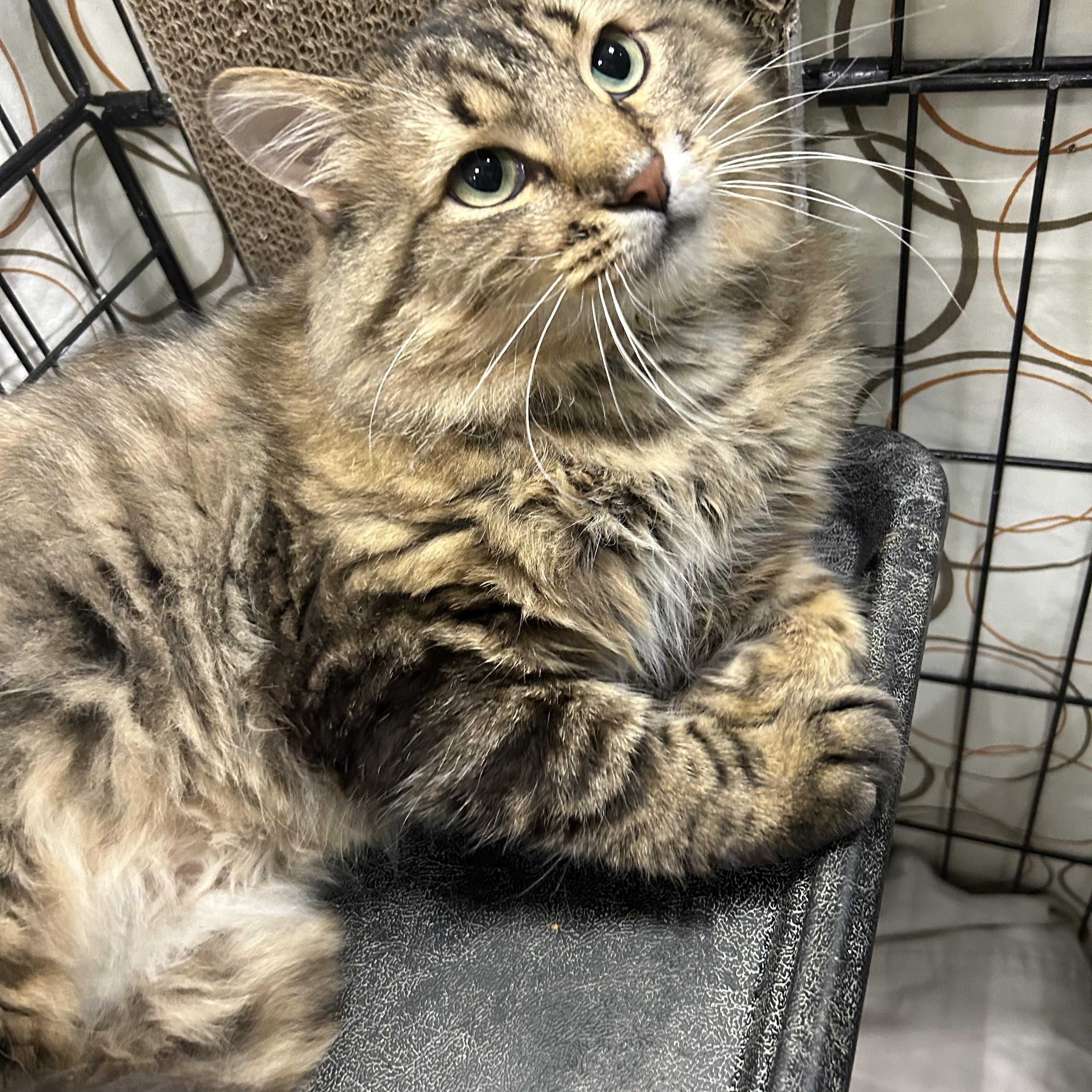 Felixir, an adopted Domestic Long Hair in Mokena, IL image 3/5