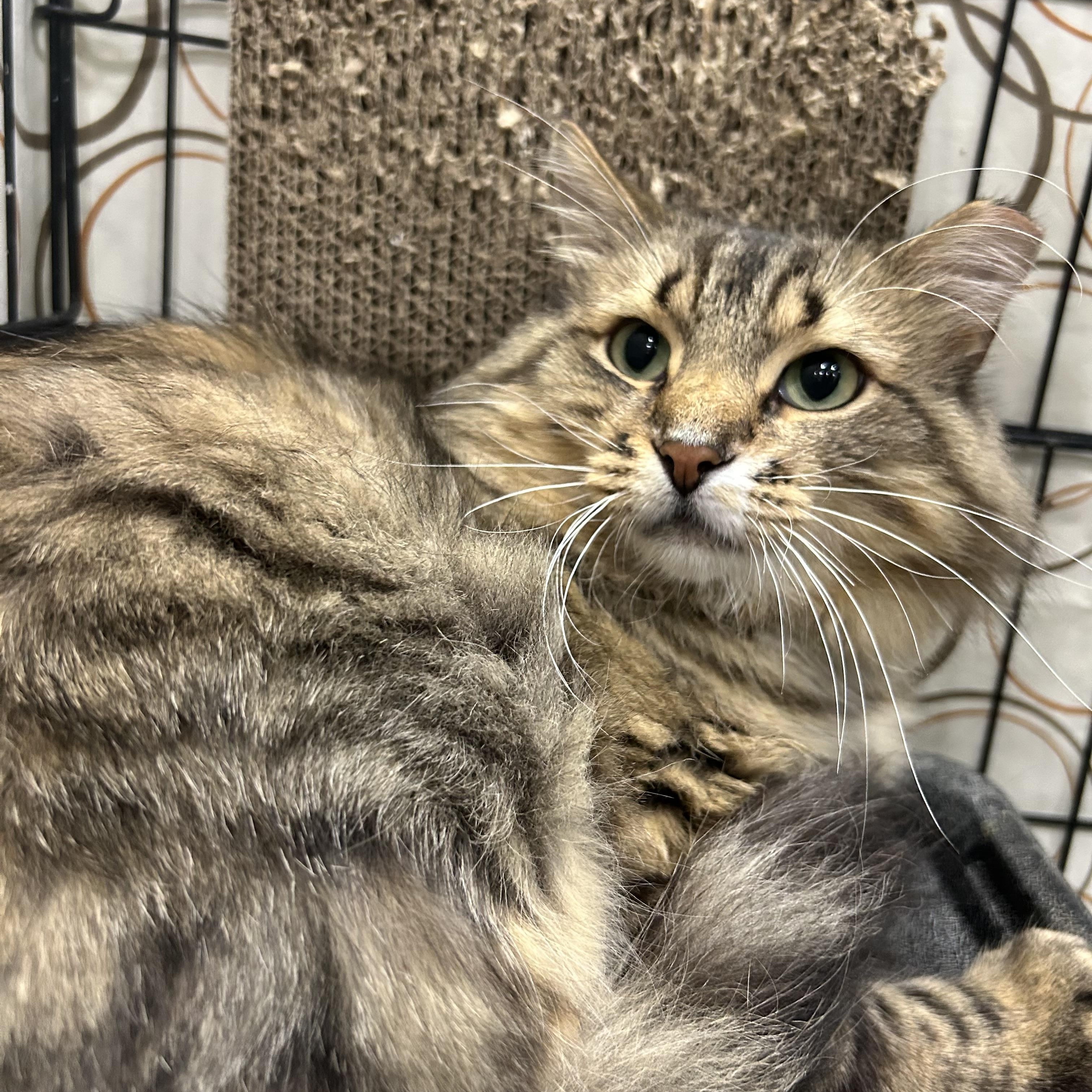 Felixir, adopted, Adult Male Domestic Long Hair.