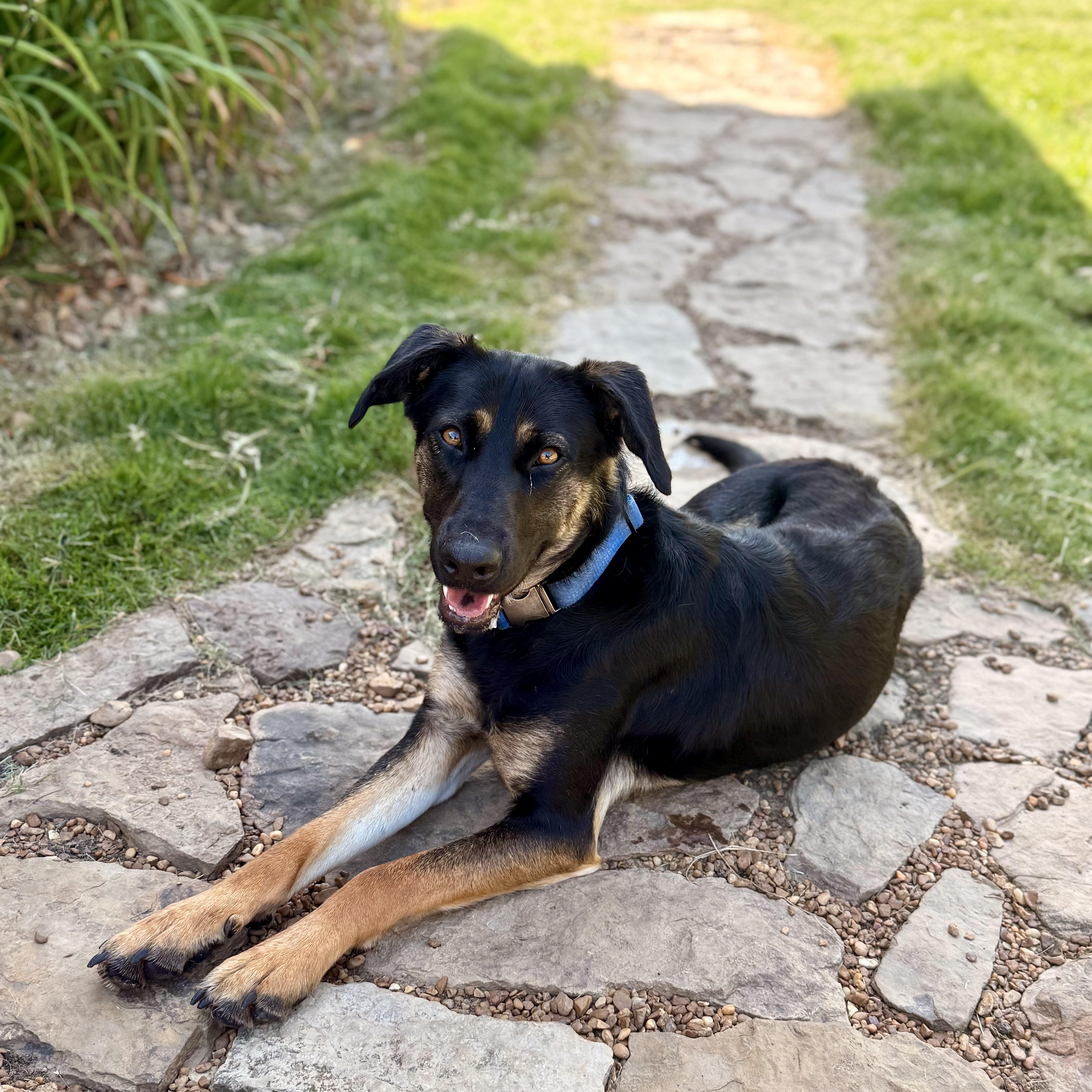 Johnny, Adoptable, Young Male German Shepherd Dog & Labrador Retriever.