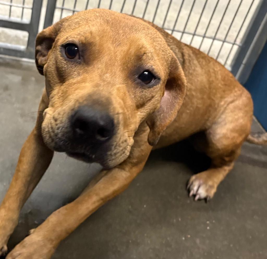 Elise, Adoptable, Young Female Mixed Breed.