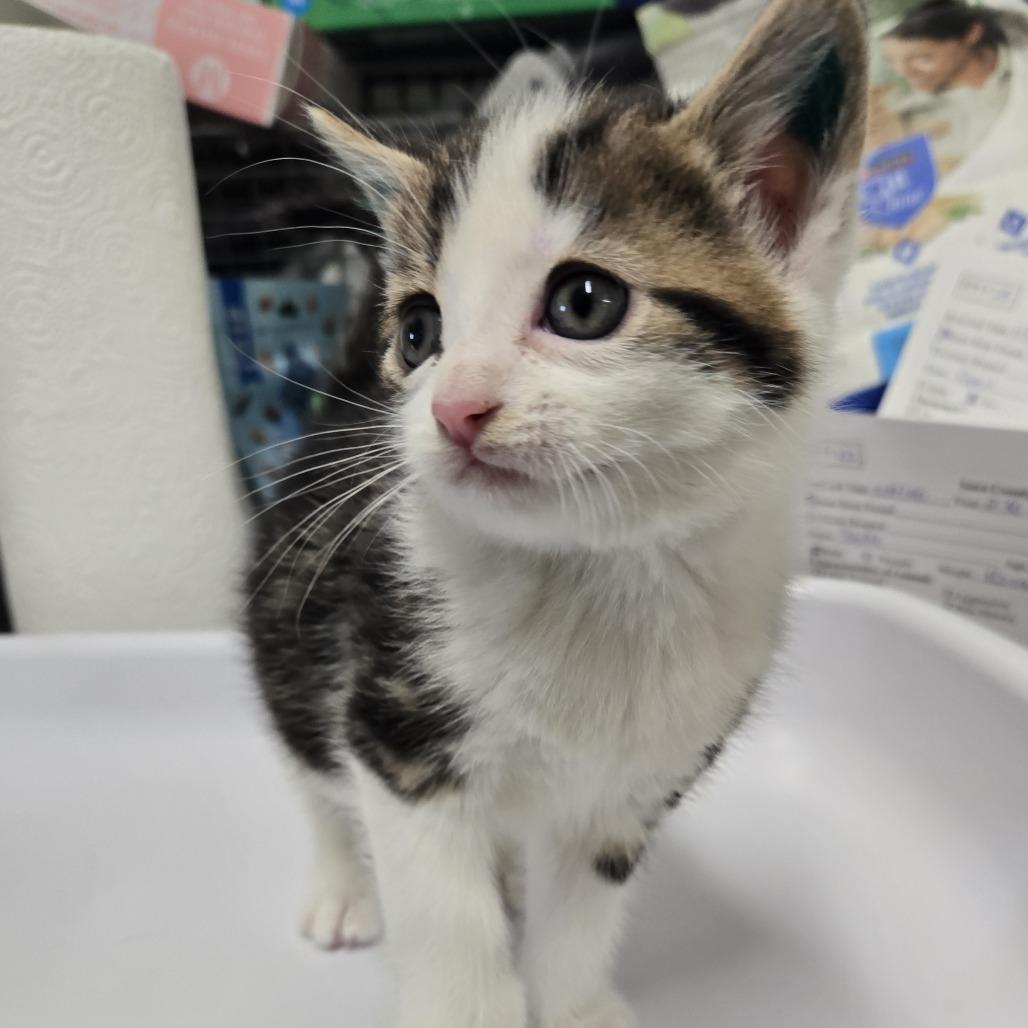 Enlarge Flint #123, a Adoptable Domestic Short Hair in Tawas City, MI image 1/1