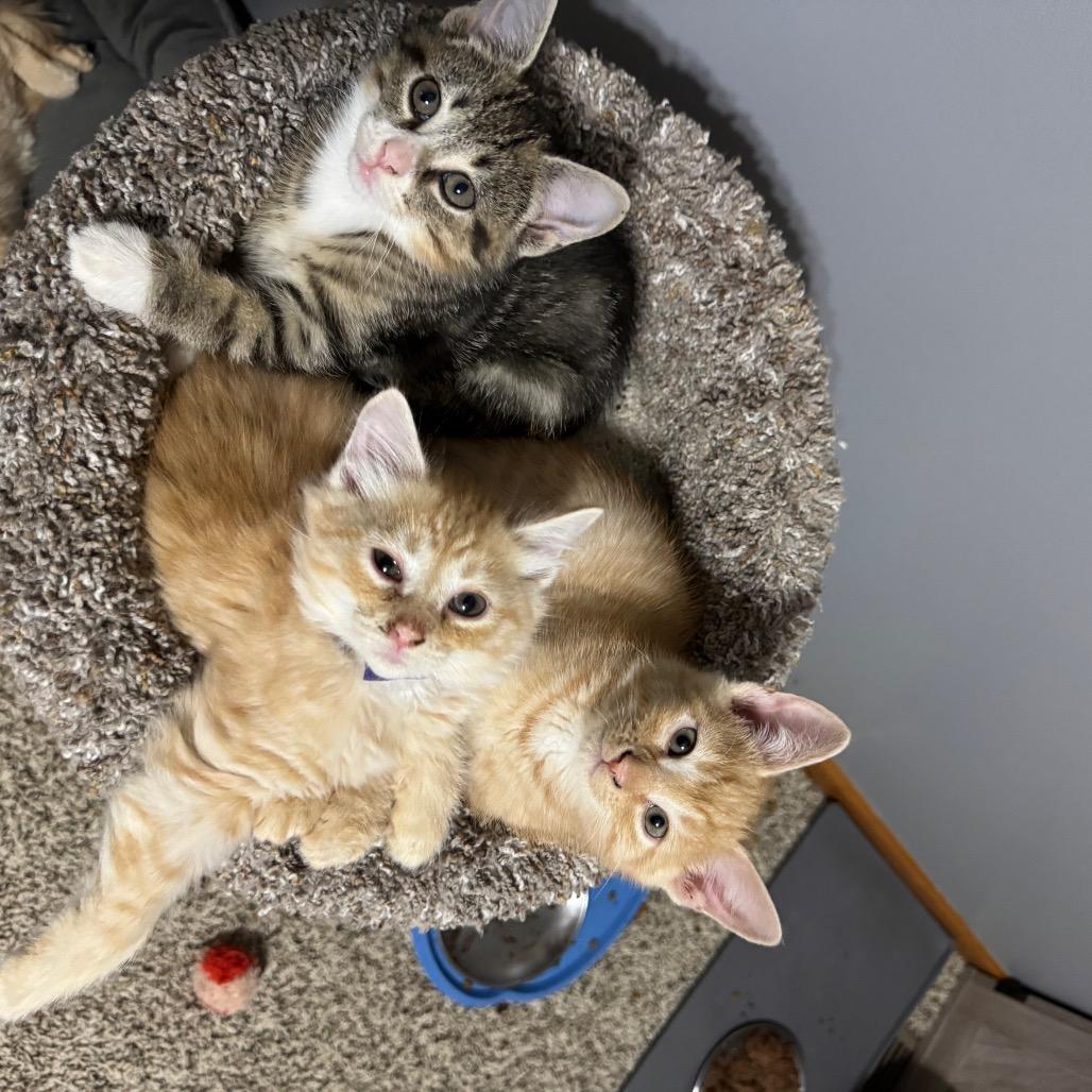 Enlarge Magenta, a Adoptable Domestic Short Hair in Roselle, IL image 1/6