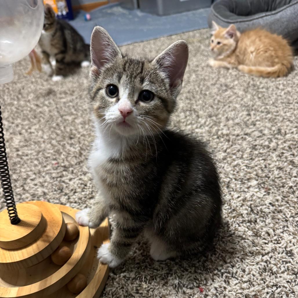 Enlarge Magenta, a Adoptable Domestic Short Hair in Roselle, IL image 2/6