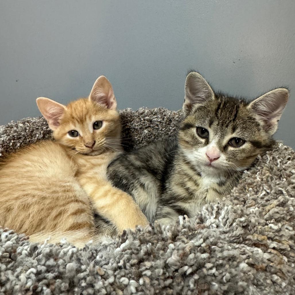 Enlarge Magenta, a Adoptable Domestic Short Hair in Roselle, IL image 3/6
