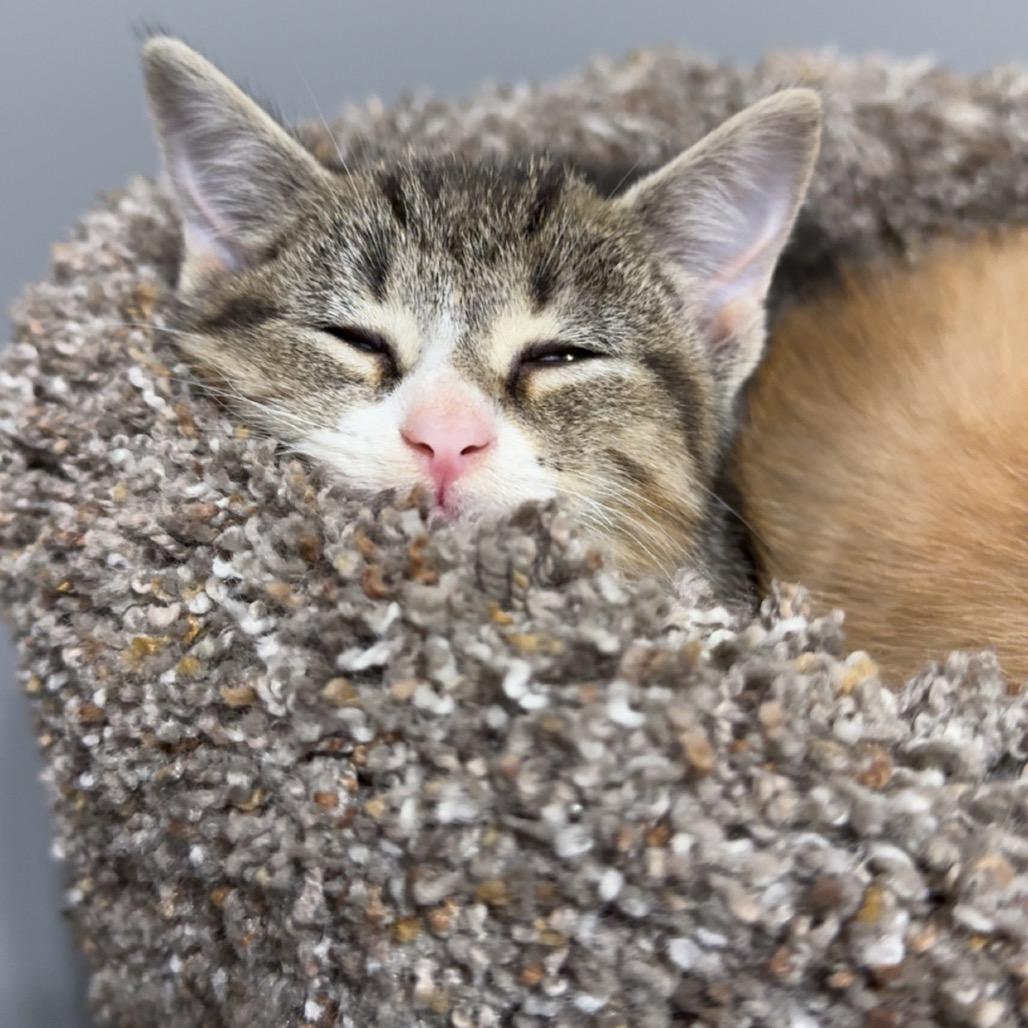 Enlarge Magenta, a Adoptable Domestic Short Hair in Roselle, IL image 4/6