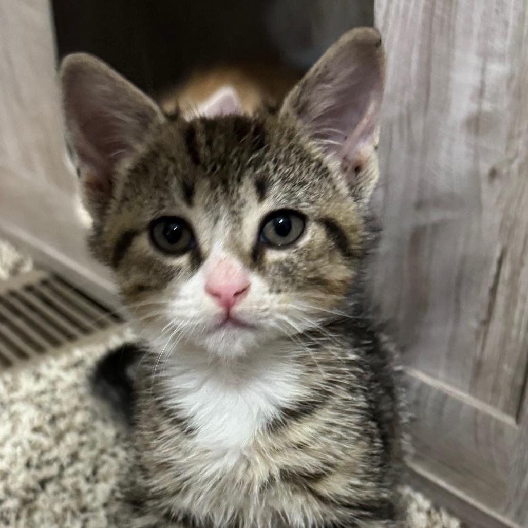 Enlarge Magenta, a Adoptable Domestic Short Hair in Roselle, IL image 6/6
