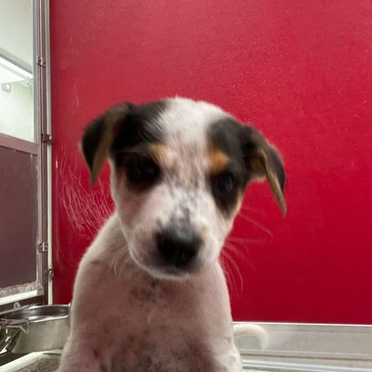 Enlarge Bluey, a Adoptable mixed breed in Lake Havasu City, AZ image 1/1