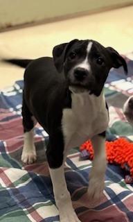 Jesse, Adoptable, Puppy Male Terrier.