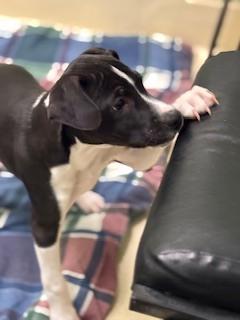 Enlarge Jesse, a Adoptable mixed breed in Kalamazoo, MI image 2/2