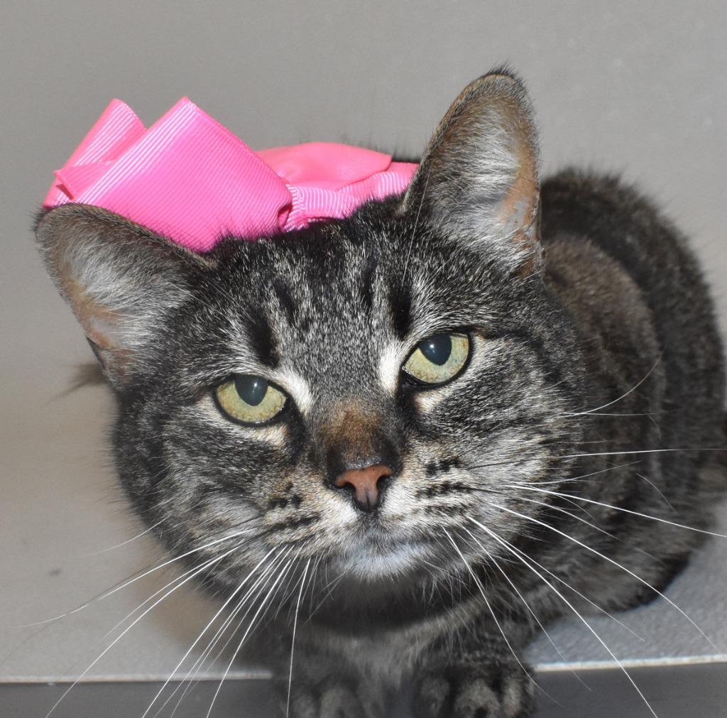 Daisy Mae, Adoptable, Adult Female Domestic Short Hair.