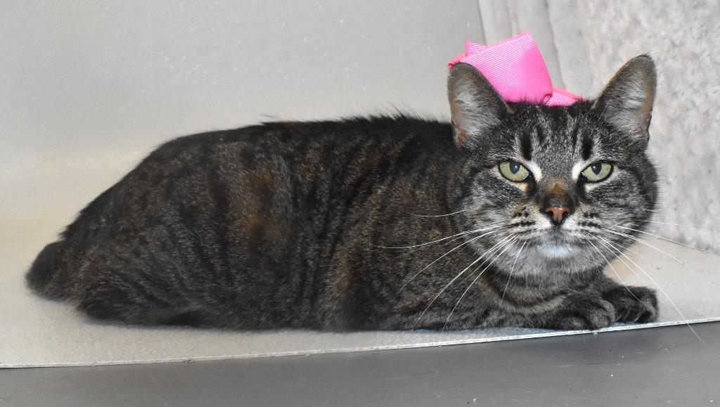 Daisy Mae, a Adoptable mixed breed in Springfield, OH image 2/2