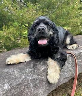 Enlarge Archie, a Adopted Cocker Spaniel in Greenfield, NH image 1/1
